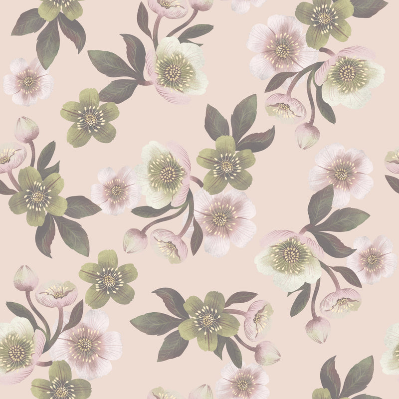 Hellebores - Blush